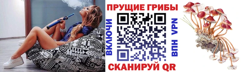 Галлюциногенные грибы MAGIC MUSHROOMS  купить закладку  Камбарка 